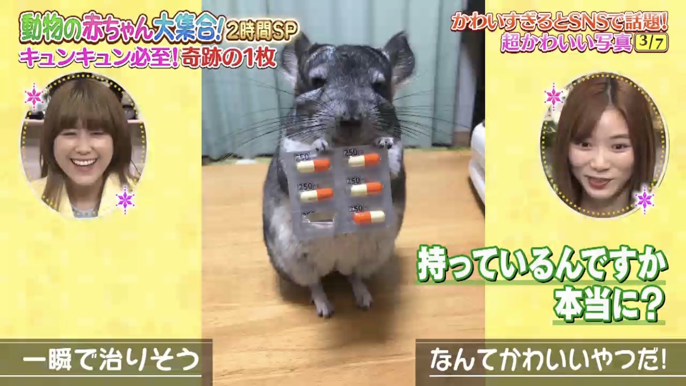 動物の赤ちゃん大集合 Twitter Search Twitter