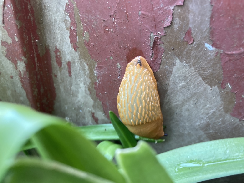 Backyard Bioblitz tweet media