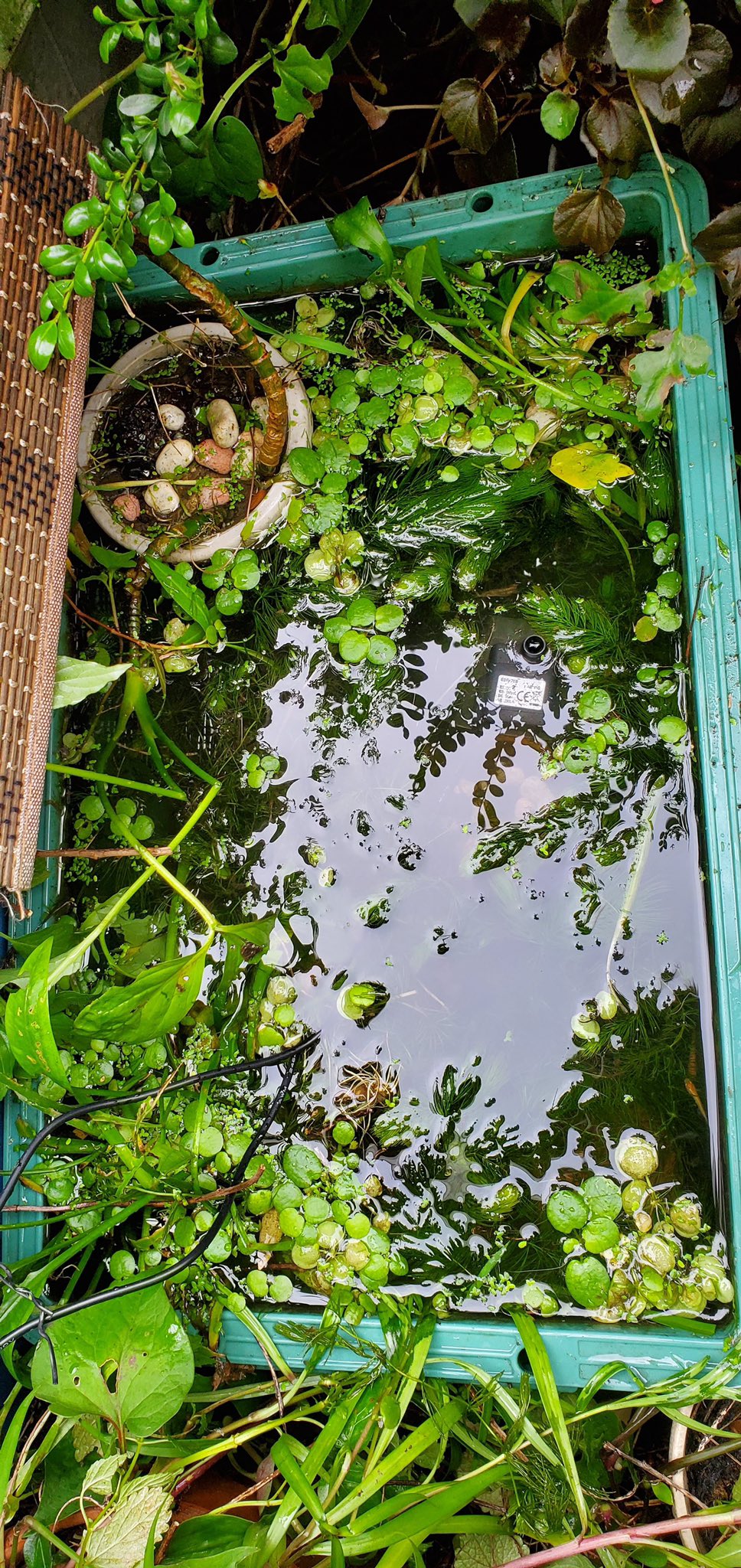 Kmt コリドラス水槽にはアカヒレ稚魚 プラ箱にはメダカを入れる 金魚水槽からミナミヌマエビをテキトーに投入 ソーラーポンプやら水草やらを配置して 雑然とさせたら完成 ビオトープ アカヒレ メダカ ミナミヌマエビ T Co Onkx0lglke Twitter