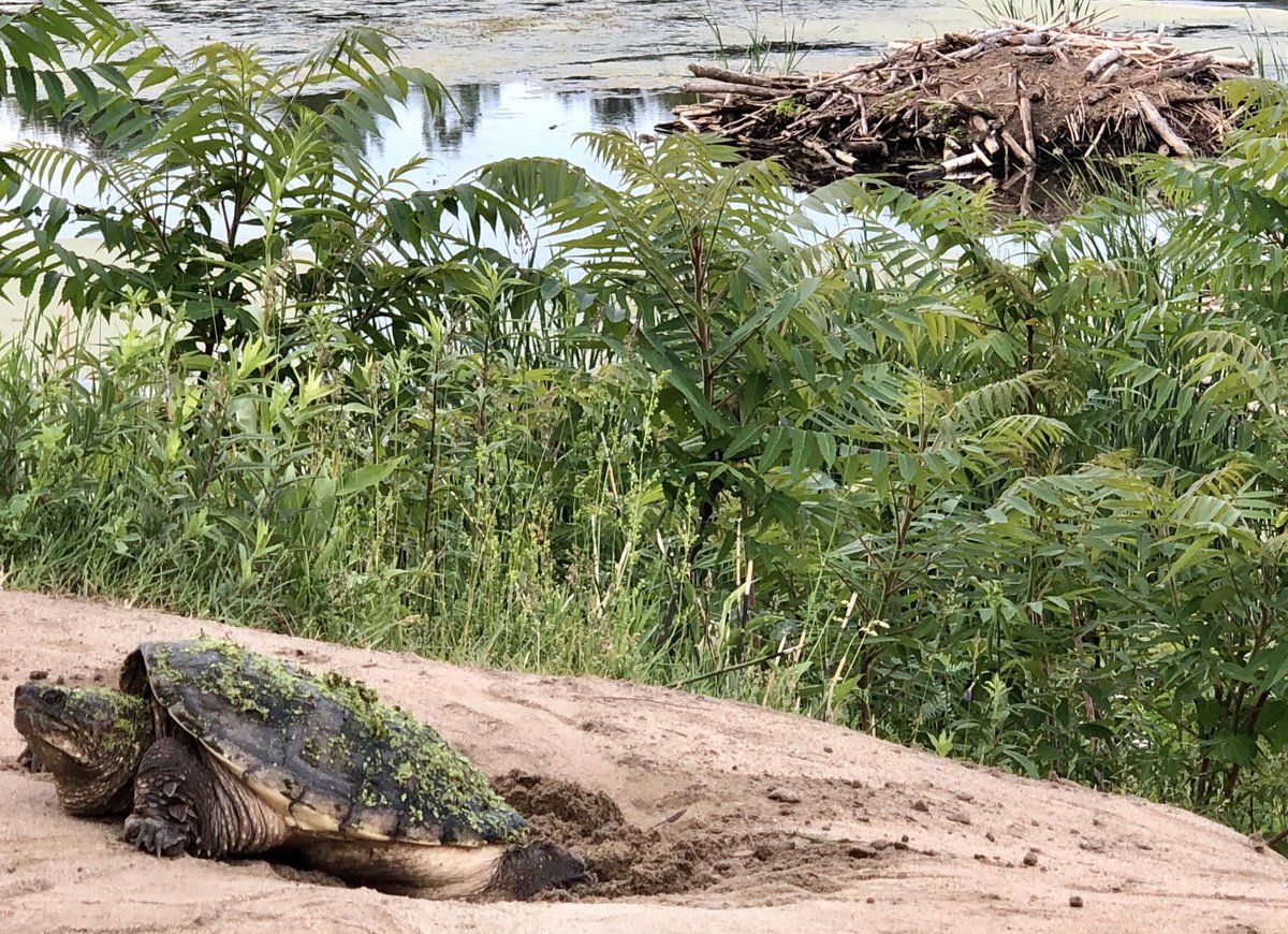 WayneNgWrites's tweet photo. Eggs laying season for #snappingturtle and #paintedturtle @ #brucepit@ncc_ccn https://t.co/k218mOtsoE