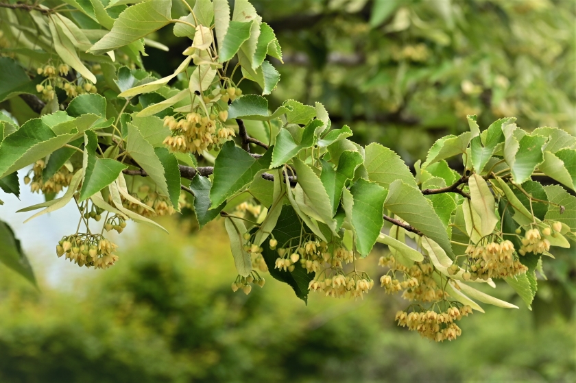イリヤ 浄光明寺 ボダイジュの花が満開 甘い香りが漂っています 鎌倉 浄光明寺 ボダイジュ 菩提樹 T Co Ydic8jyutq Twitter