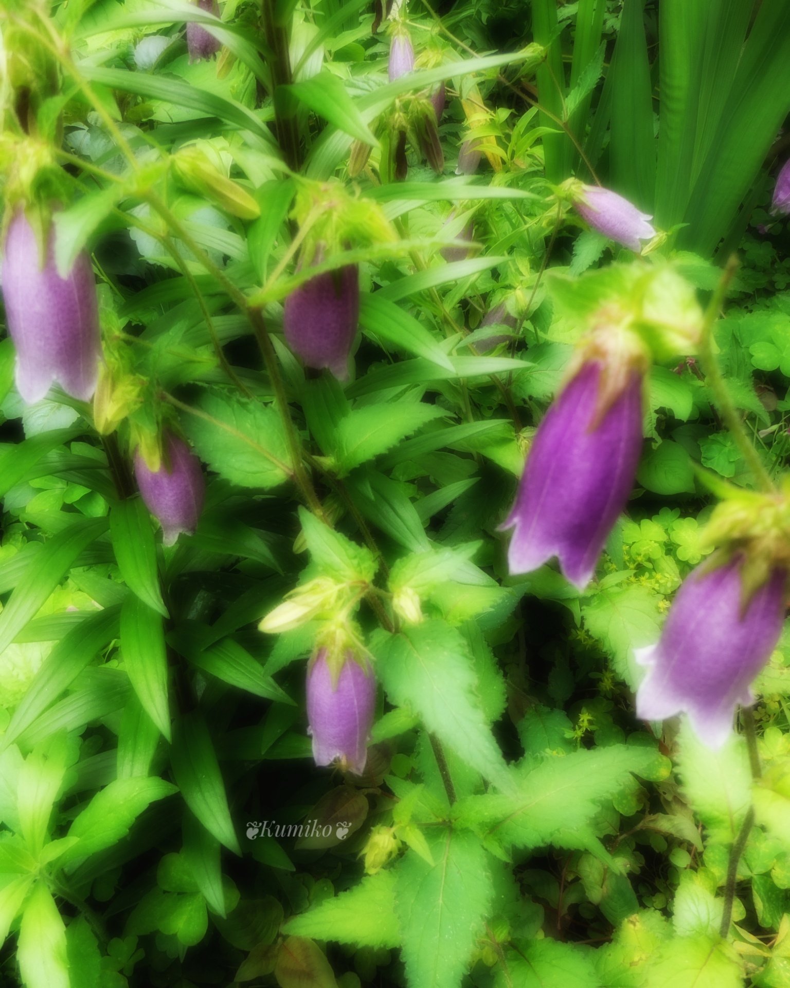 Campanula Punctata Twitter Search Twitter