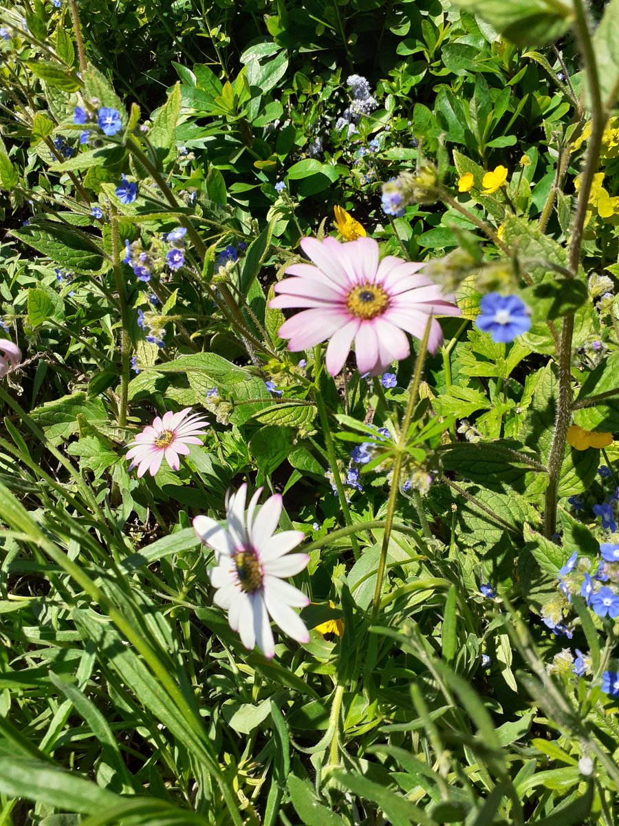 HOWInBloomers's tweet image. A good morning at the plot, lots in bloom🌺🌸🌼. And....Welcome to Jan!.... great to have a new volunteer!
Especially on Environment &amp;amp; Conservation day within #VolunteersWeek2021.
@HalesOwenWI2016  @HalesowenBloom @HalesowenBID  @HOEInBloom @RHSBloom