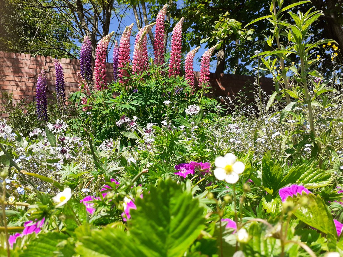HOWInBloomers's tweet image. A good morning at the plot, lots in bloom🌺🌸🌼. And....Welcome to Jan!.... great to have a new volunteer!
Especially on Environment &amp;amp; Conservation day within #VolunteersWeek2021.
@HalesOwenWI2016  @HalesowenBloom @HalesowenBID  @HOEInBloom @RHSBloom