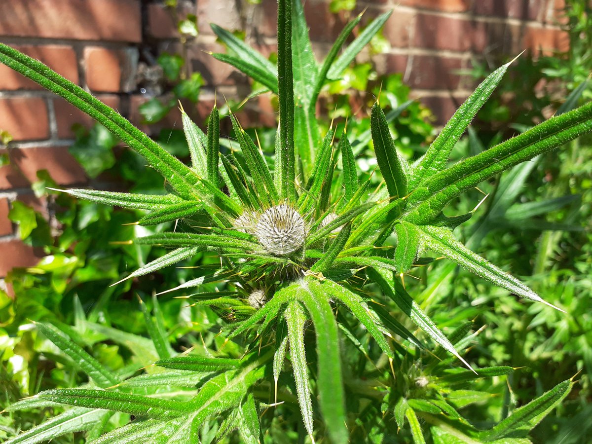 HOWInBloomers's tweet image. A good morning at the plot, lots in bloom🌺🌸🌼. And....Welcome to Jan!.... great to have a new volunteer!
Especially on Environment &amp;amp; Conservation day within #VolunteersWeek2021.
@HalesOwenWI2016  @HalesowenBloom @HalesowenBID  @HOEInBloom @RHSBloom