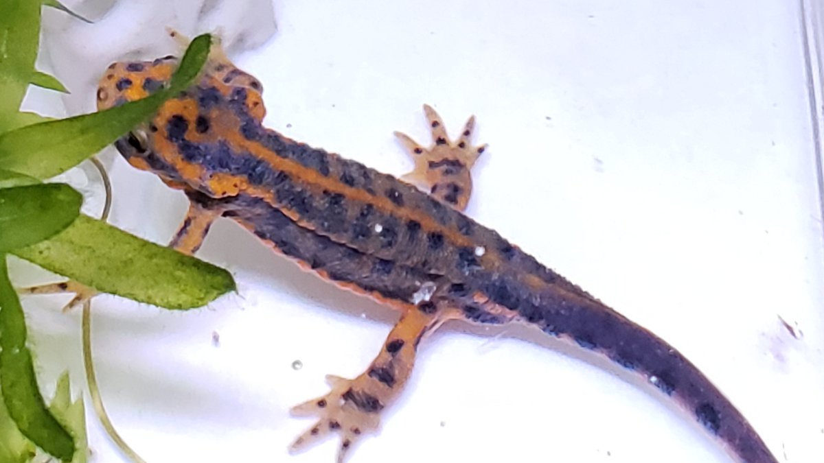 Cynopspyrrhogaster Cynopspyrrhogaster