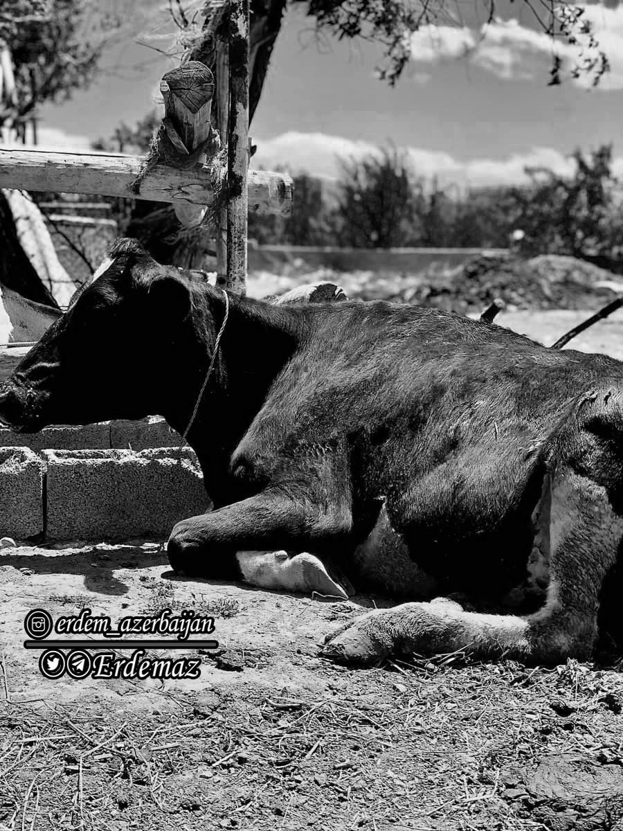 قره مال؛ حیات وحش اطراف اورمیه:)

۱۴۰۰/۰۳/۱۵

عکس: مرجان

ادیت: اردم
@falanfilaanvs