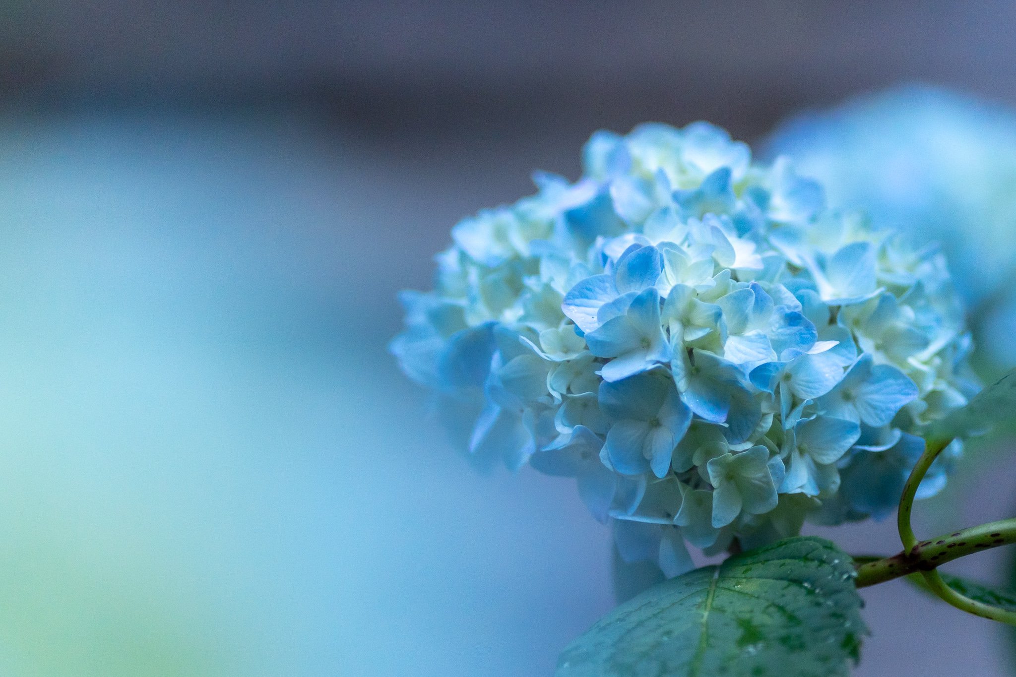 高橋 H 一週間前の早朝の吉備津神社の紫陽花ですが 全然咲いていませんでした ﾄﾎﾞﾄﾎﾞと帰っていたら猫様が少しだけ遊んでくれました 撮影日 21 5 29 Tlを花でいっぱいにしよう 紫陽花 猫 T Co Mzzokjgyyn Twitter