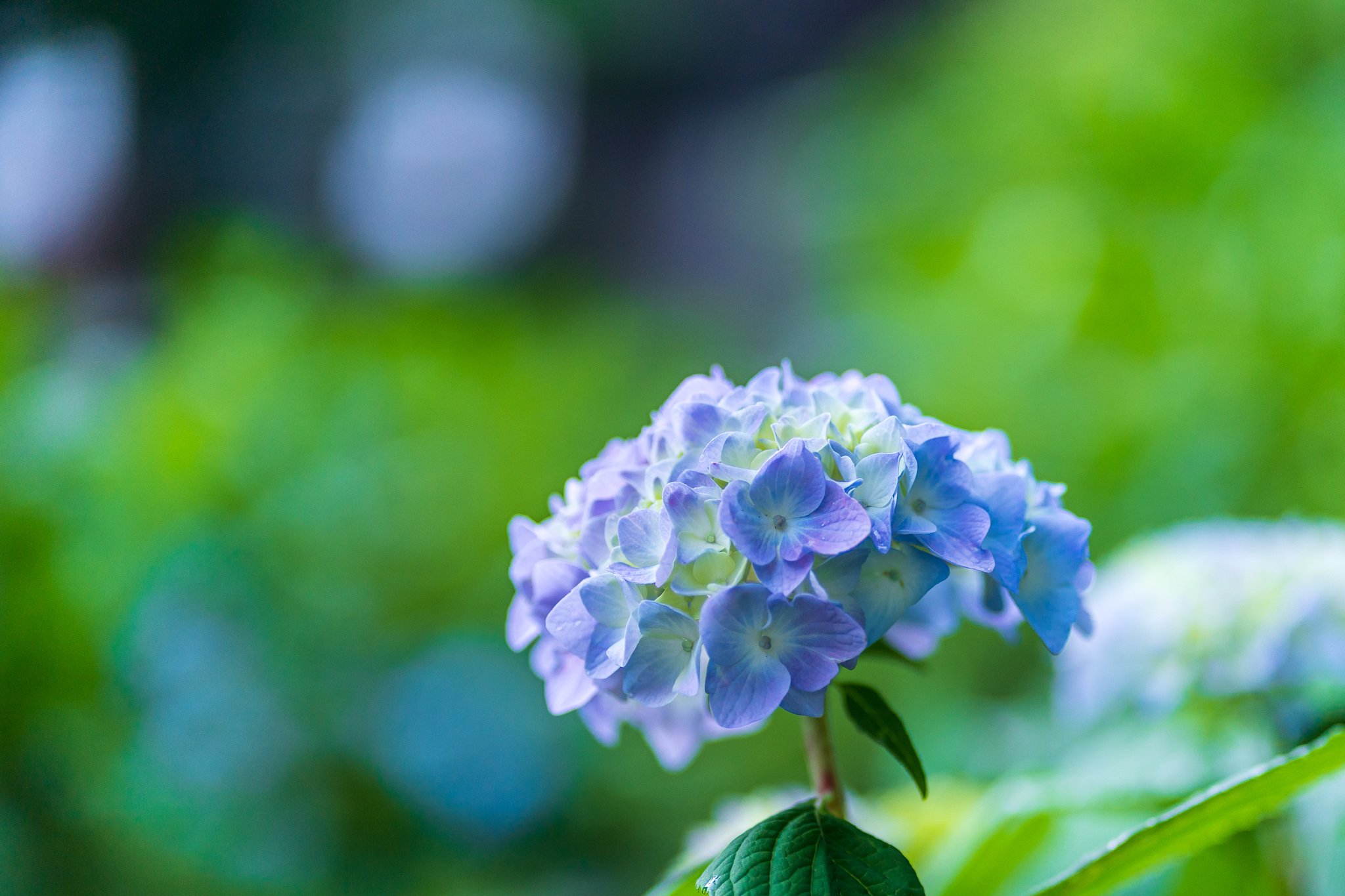 高橋 H 一週間前の早朝の吉備津神社の紫陽花ですが 全然咲いていませんでした ﾄﾎﾞﾄﾎﾞと帰っていたら猫様が少しだけ遊んでくれました 撮影日 21 5 29 Tlを花でいっぱいにしよう 紫陽花 猫 T Co Mzzokjgyyn Twitter