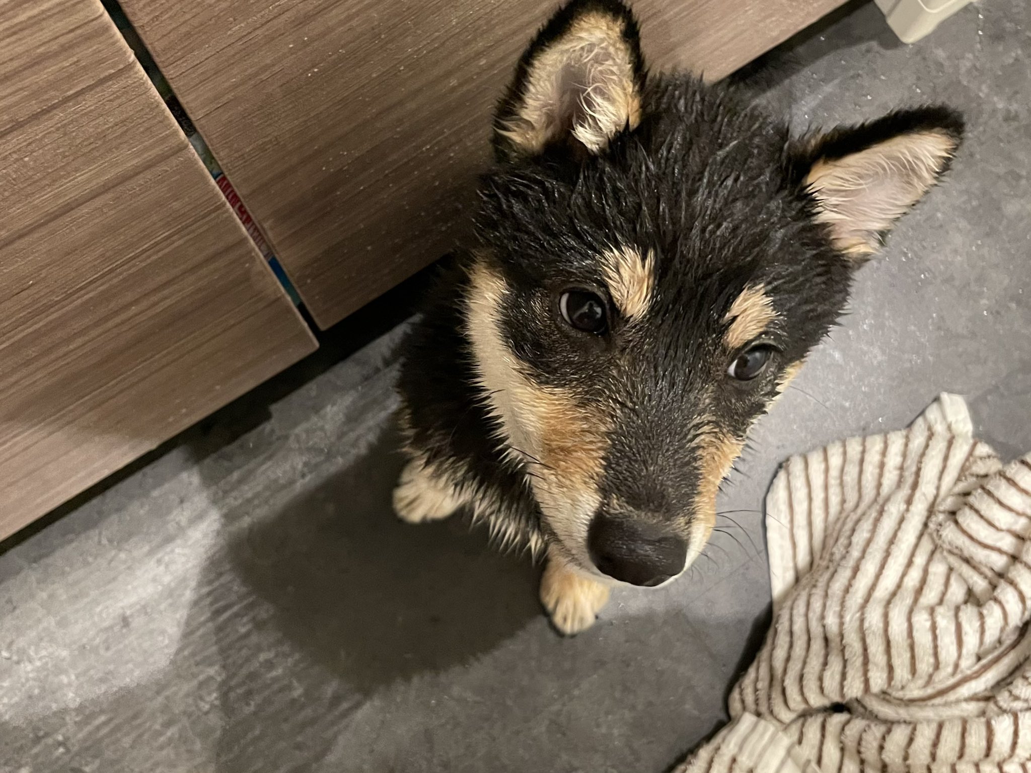 ぎん 飼い主風呂中に乱入してきた 柴犬 豆柴 黒柴 黒豆柴 子犬 T Co Bqxea5j3jo Twitter