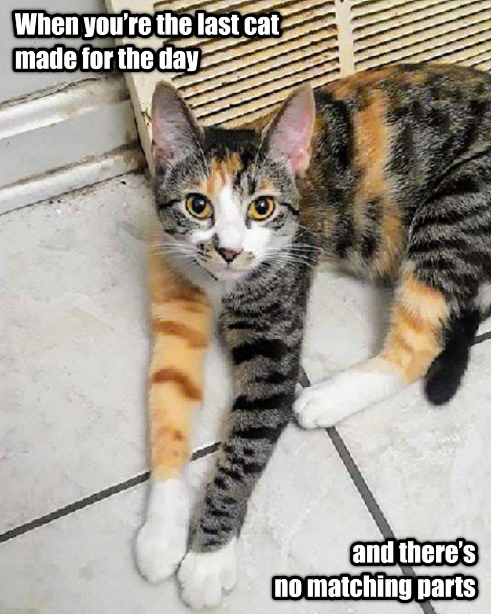 Happy Caturday! 🙂
How many Calico servants do we have out there? ❤
#Caturday #CAMFAM