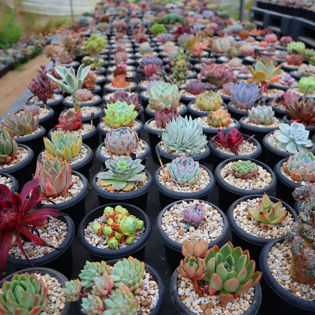 多肉植物 ヒューミリス　抜き苗　大和高原の多肉屋 多肉植物 ヒューミリス 抜き苗 大和高原の多肉屋 多肉植物