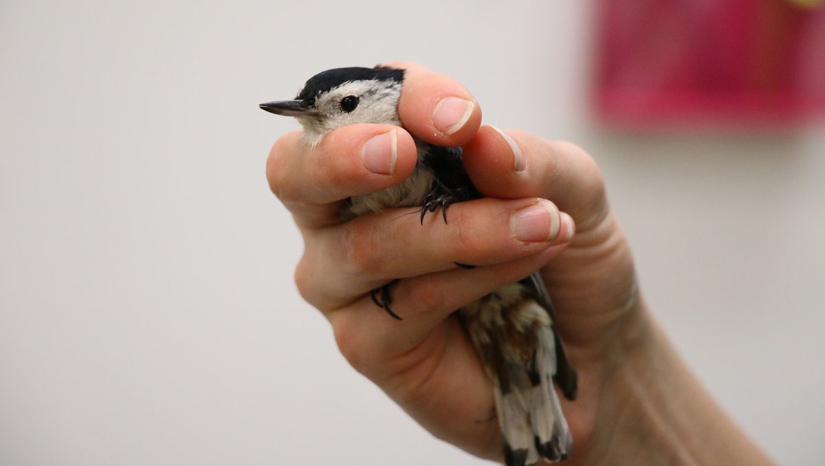 #WhiteBreastedNuthatches aren’t common patients at TWC – only 1 has come into care this year! The poor bird was suffering from head trauma and painful ulcers in his eyes. Thanks to the dedication of our expert medical teams, this resilient patient was released back to the wild.