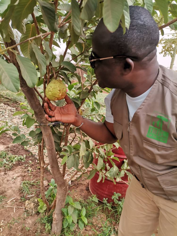 tangem2009's tweet photo. Happy World Environment Day 2021. My day is being spent with @Treesftf team and Stakeholders in the field. visiting those at the frontlines of the @auggwi. #Kudos @Treesftf @auggwi @FAGRIB @1_billiontrees @GreenWallAfrica https://t.co/h1NtmR1s0t