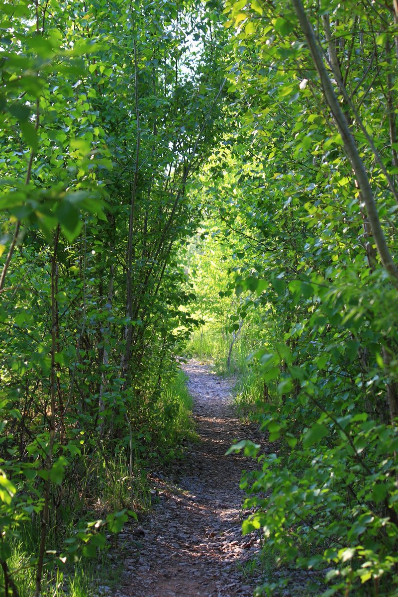 LaneStrannik's tweet photo. Всемирный день окружающей среды 🌿🌐☀️ #flora #fauna
#naturelovers #Luv4Wilds #water #ondatra #bumblebee #Flowers #Nature #PlanetEarth #WorldEnvironmentDay https://t.co/nnZLMmlHs1