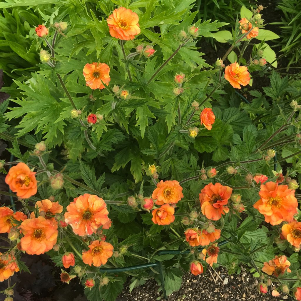 Bloomin’ eck! Finally some sun and we are loving the sight of the Genus garden coming to life with so many wonderful flowers; feels like we're lagging behind on this time last year but can’t wait to see a garden full of glorious colour!

#genusgardenwear #gardenflowers #garden