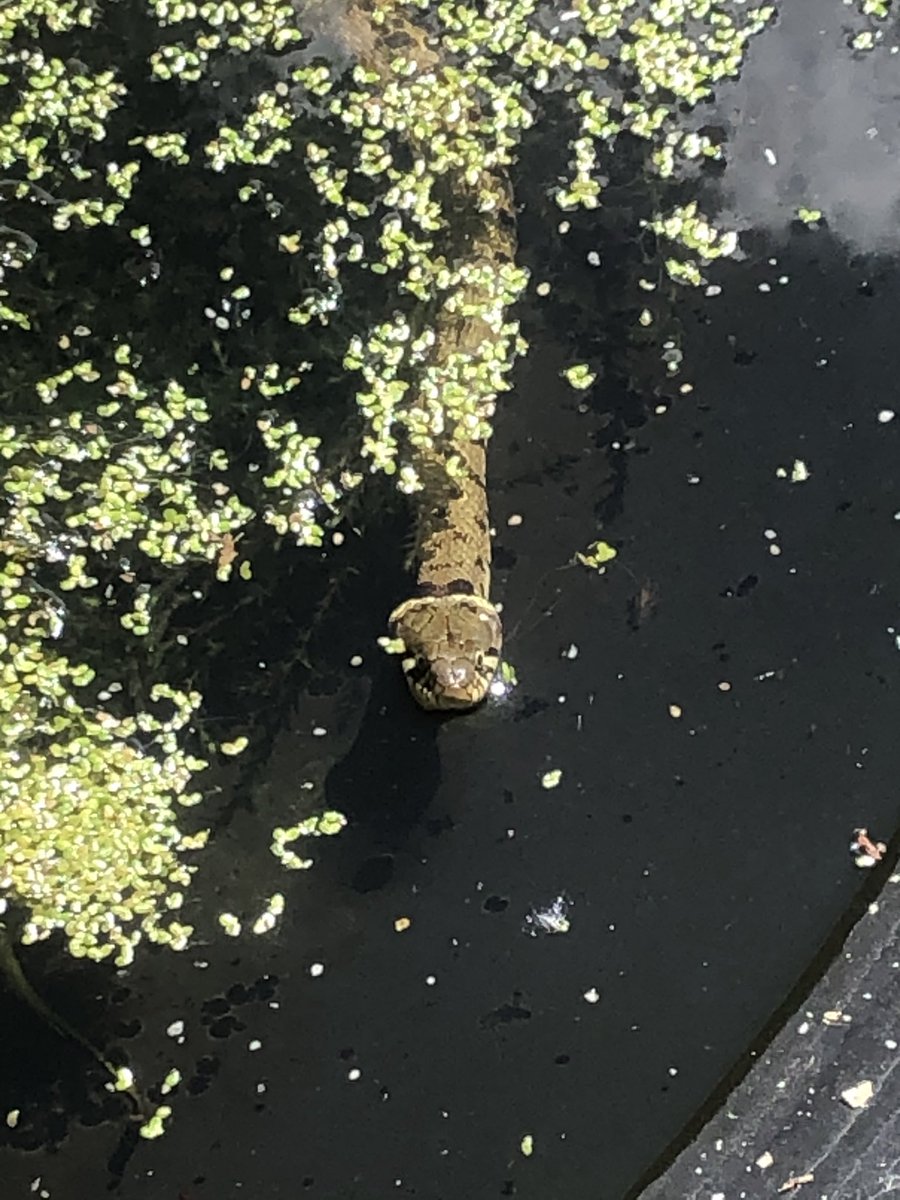 flisdiddy's tweet photo. Well this is a bit exciting 🐍 @NottsBAG @ARGroupsUK @ARC_Bytes https://t.co/SKN3L24OaC