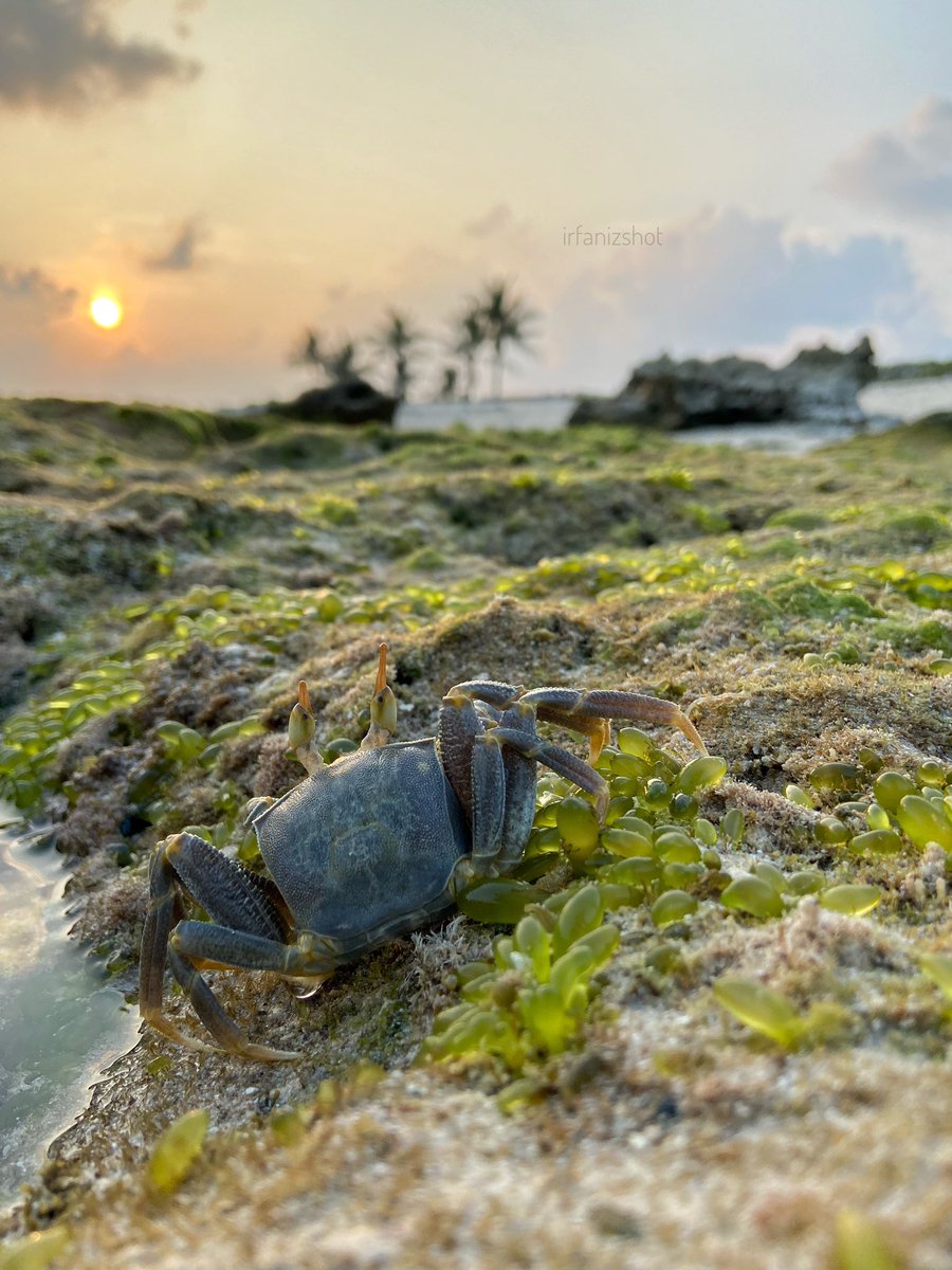 irfanizshot's tweet photo. Environment protection is not possible without change in public ethos and behaviour. It is very much vital that the conservation of the environment and responsible living bemade part of public ethos.

@SaveLDforum

#SaveLakshadweep #WorldEnvironmentDay  #PlantForLakshadweep https://t.co/dtstpQCKSz