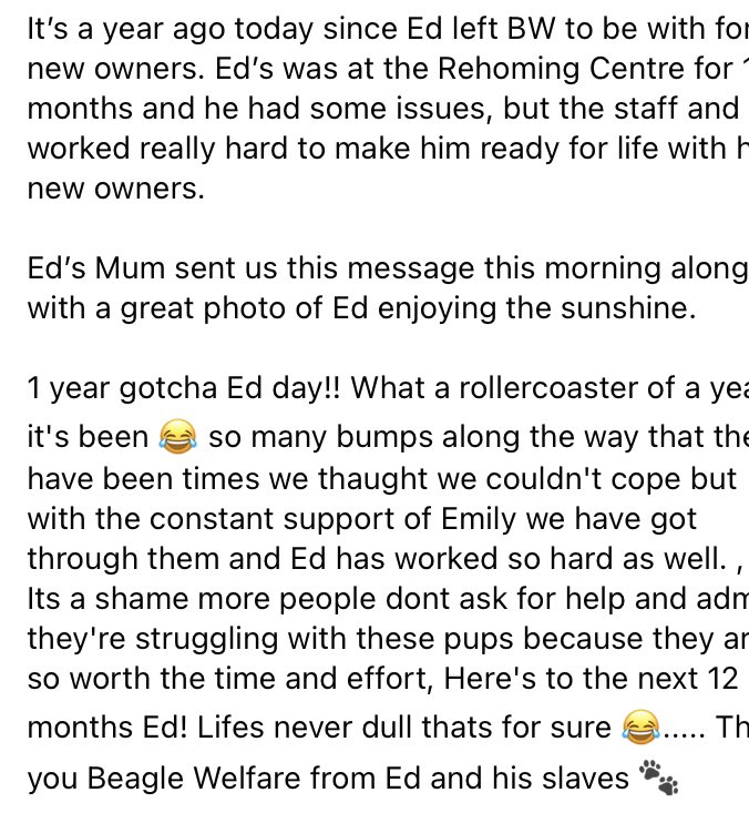 Beagle Welfare tweet media