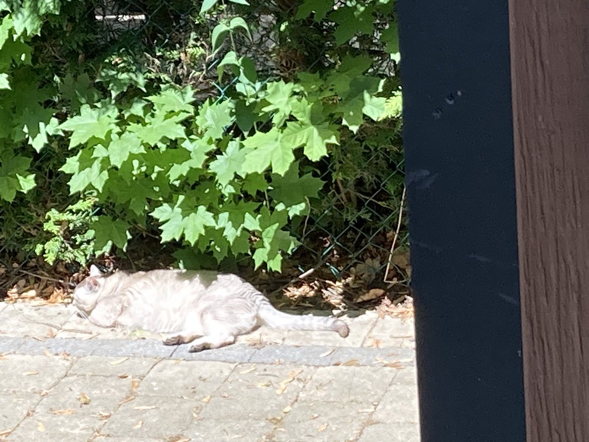 leet_muffin's tweet photo. It’s an extra hot day and someone found a sun puddle #MeltedCat https://t.co/npNihZlsm4