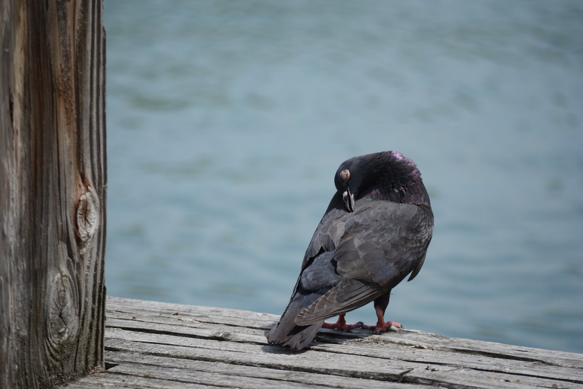 A little pigeon closeup

#birdphotography
#wildlifephotography 
#naturephotography