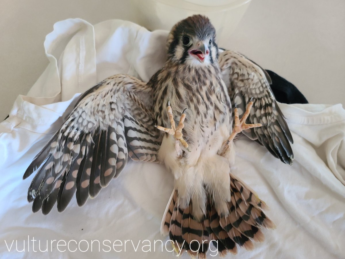 foxfeather's tweet image. Little female kestrel just came in because she left the nest a few days early, before she can properly fly, &amp;amp; was on the ground in a dangerous situation. She is spunky and uninjured so can resume her wild life quickly, thankfully!

#wildliferehab
