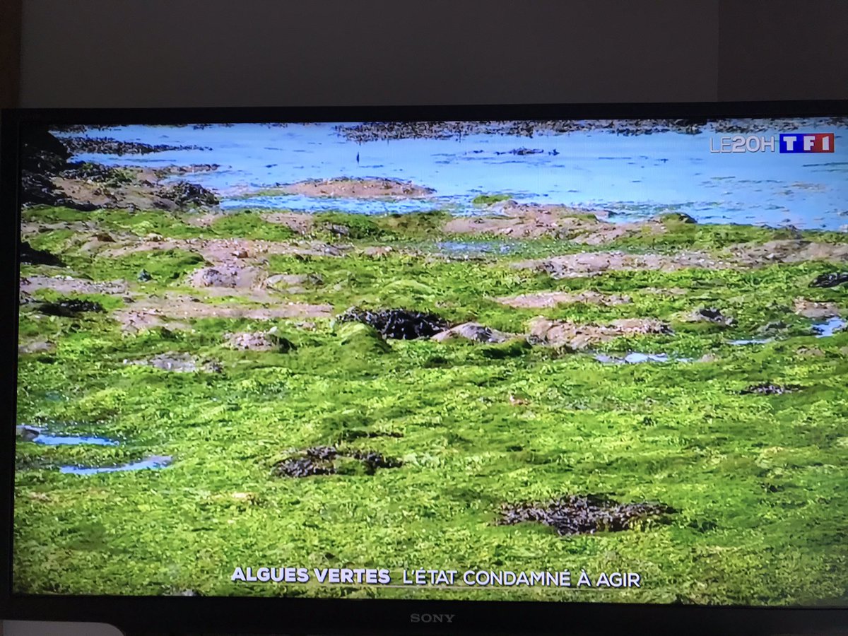 Alors <a href="/TF1/">TF1</a> on se livre à l’ #agibashing primaire : l’origine des algues vertes est exclusivement d’origine agricole 😳 !

Et les résidences secondaires des neo ruraux qui n’ont pas d’assainissement performant ???
<a href="/MaLuherne56/">Marie Andrée Luherne🌏🐄🌿🇪🇺🇫🇷</a> <a href="/T_MERRET/">MERRET Thierry</a> <a href="/ThierryCoue/">Thierry Coué</a> <a href="/pernautjp/">Jean-Pierre Pernaut</a> <a href="/helenegreg/">Hélène Grégoire</a> <a href="/FNSEA/">La FNSEA</a>