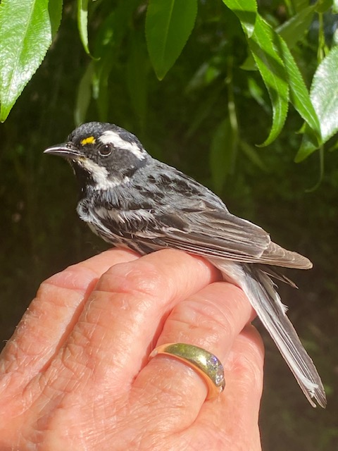 birdbabble1's tweet photo. @RockyPointBird 2021 MAPS project is underway and its must mean good luck when the observatory's logo bird is banded at the new location. Episode 20 is in the works and it's all about MAPS!! #birdmigration #birdbanding #bandingstation https://t.co/Z7wFOhyJwj