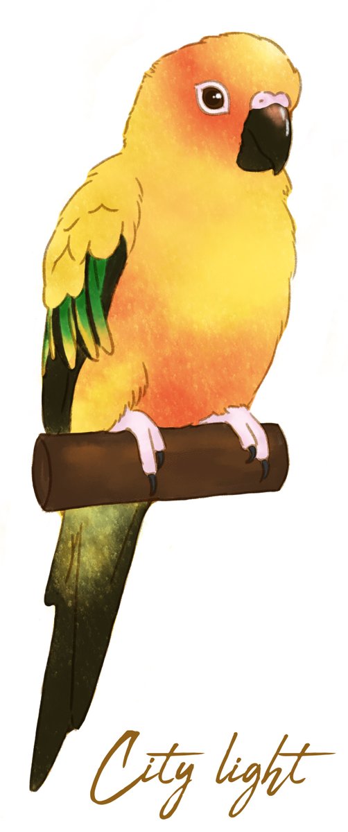 インコのイラストのtwitterイラスト検索結果 インコのイラストのtwitterイラスト検索結果