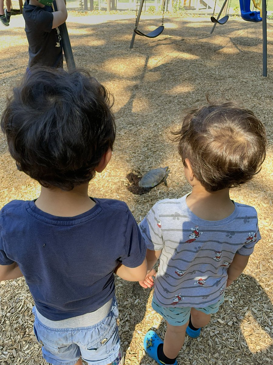 Questionable decisions, turtle edition. Lay your 10 eggs by a swing set.