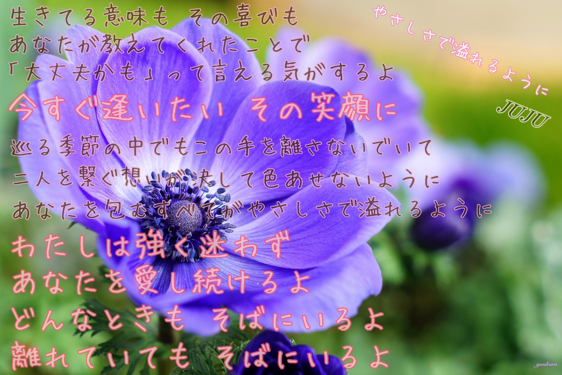 ちょぬ V系じゃない歌詞画です とても共感出来る歌詞で 個人的に好き W アネモネ 紫 花言葉は あなたを信じて待つ Juju やさしさで溢れるように 歌詞画作成 保存自由 リク要相談 T Co Ksn4zf6mbt Twitter