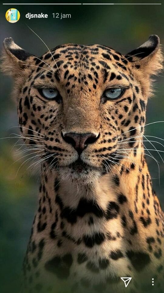 Leopardbsc's tweet photo. @LunaMaya26 @TOKAU_JP @bakery_swap @binance Hello luna maya! check out our project $leopard on BSC im sure you would love it 🥰 https://t.co/s4NY9eCSxQ