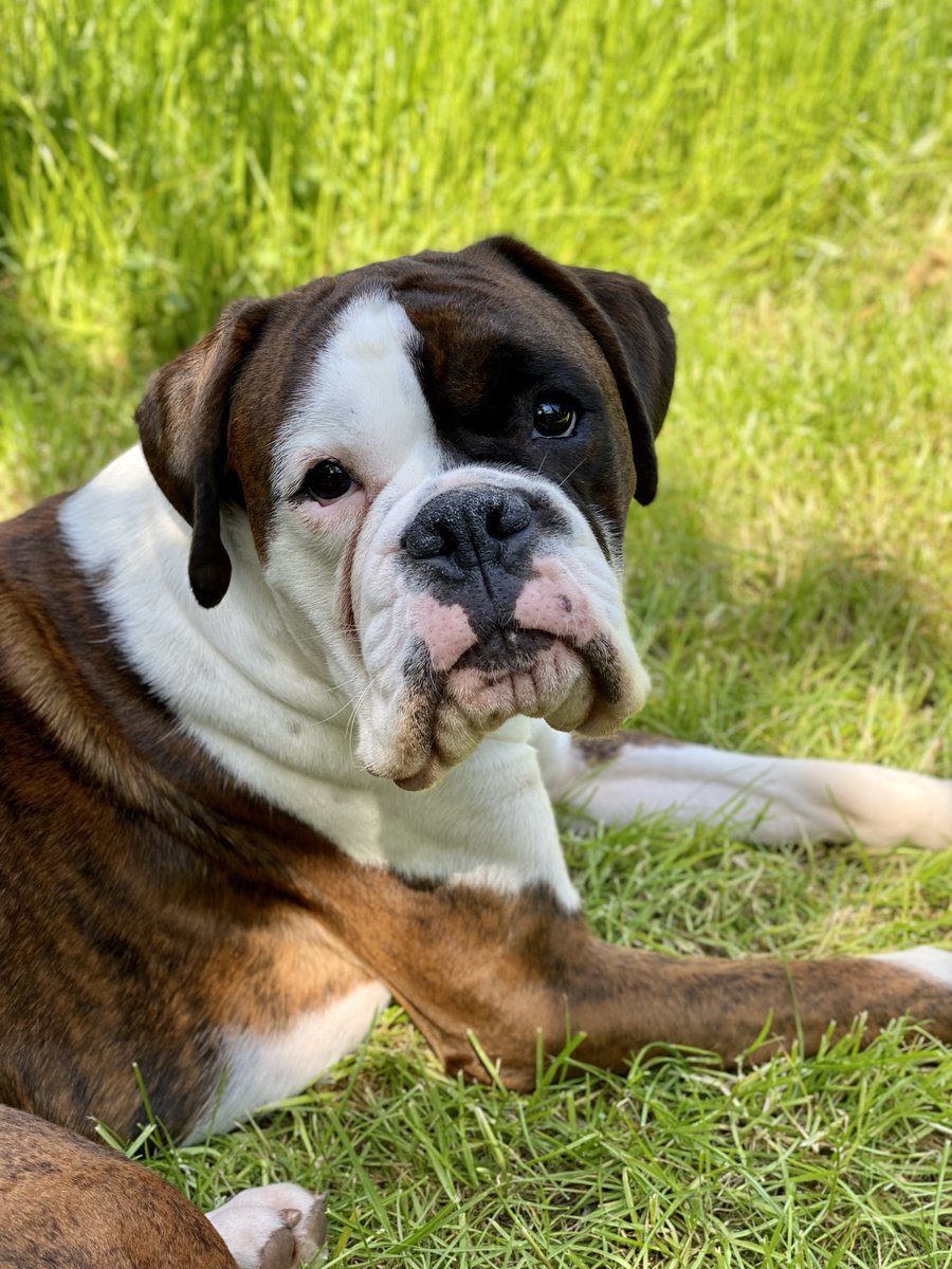 Today I be mostly enjoying the lovely day 🐶😍🙌🏻