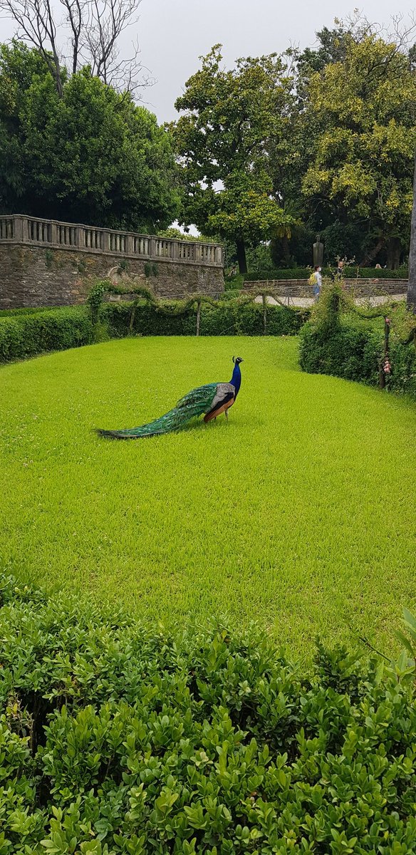 TaleLale's tweet photo. #paun #pavone #peacock https://t.co/XyIoS6hLLl