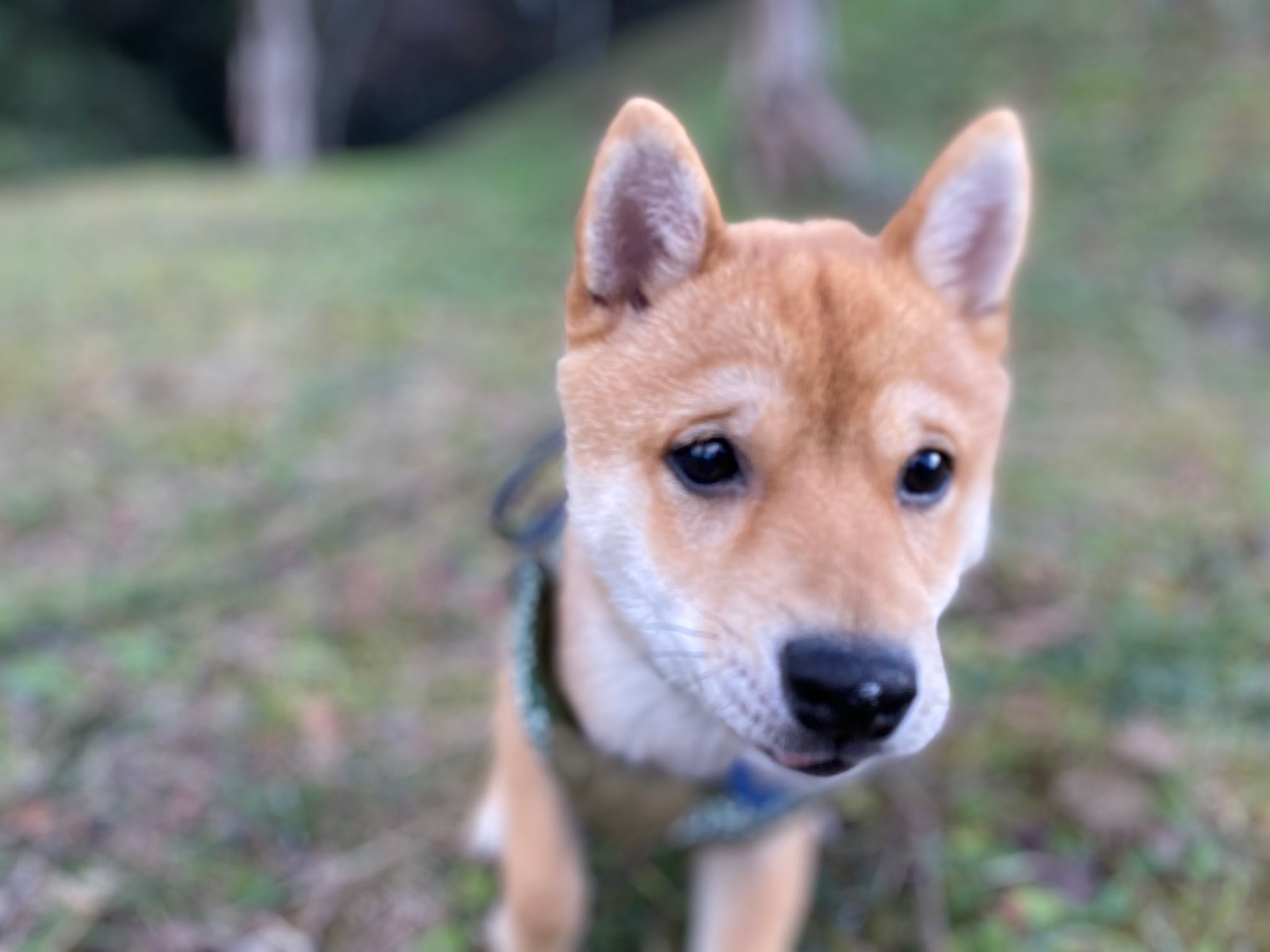 豆柴 ライト ライト用のtwitter始めました Twitter更新出来る時します 豆柴 ライト 家族の癒し T Co Y6gcr7hgn2 Twitter