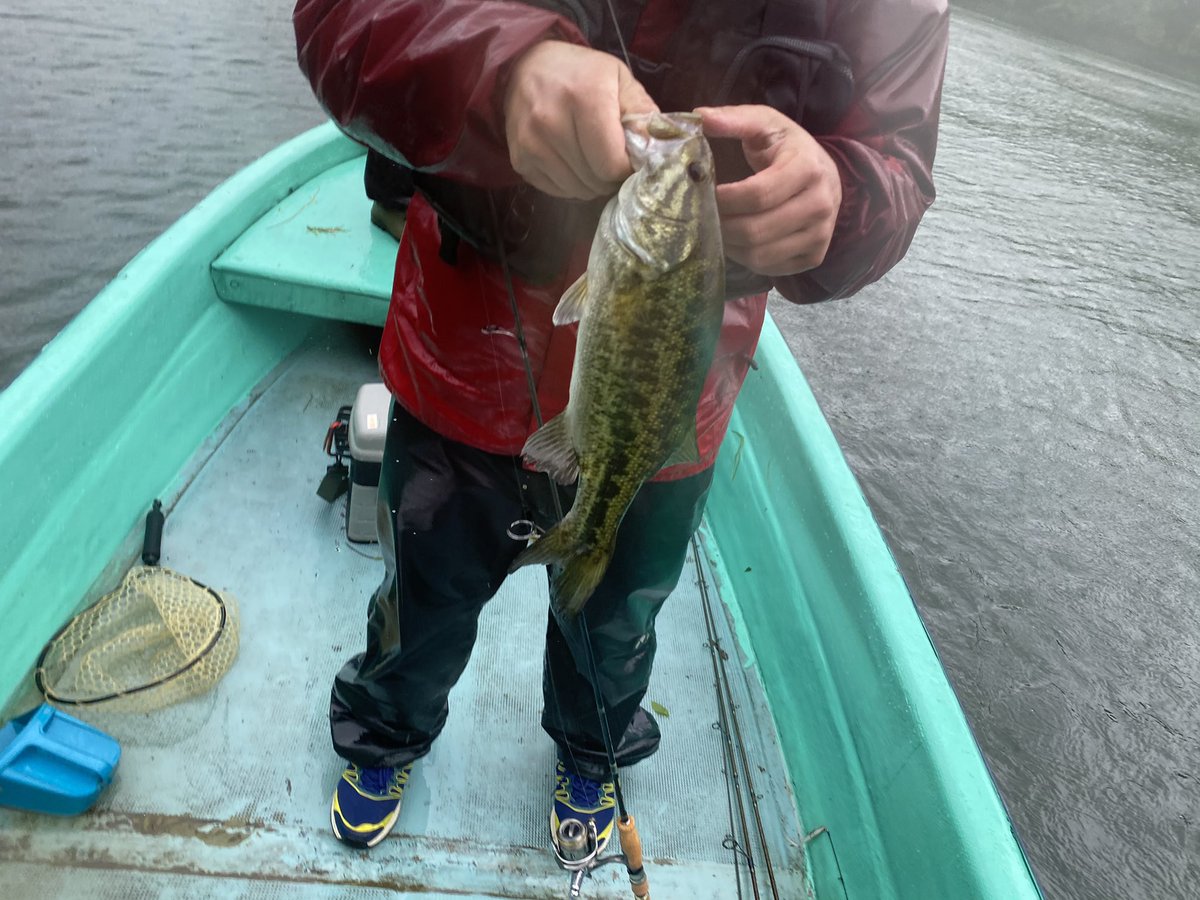 てかこれ昨日桧原湖で釣ったんだけどミーンマウスバスじゃね 人為的交配しなきゃ生まれないはずなんだけど どうなんだろ バス釣り ハイブリッド スモールマウスバス ラージマウスバス 教えてさかなクン さかなクン 教えて Pic Twitter Com E263hvlvcs