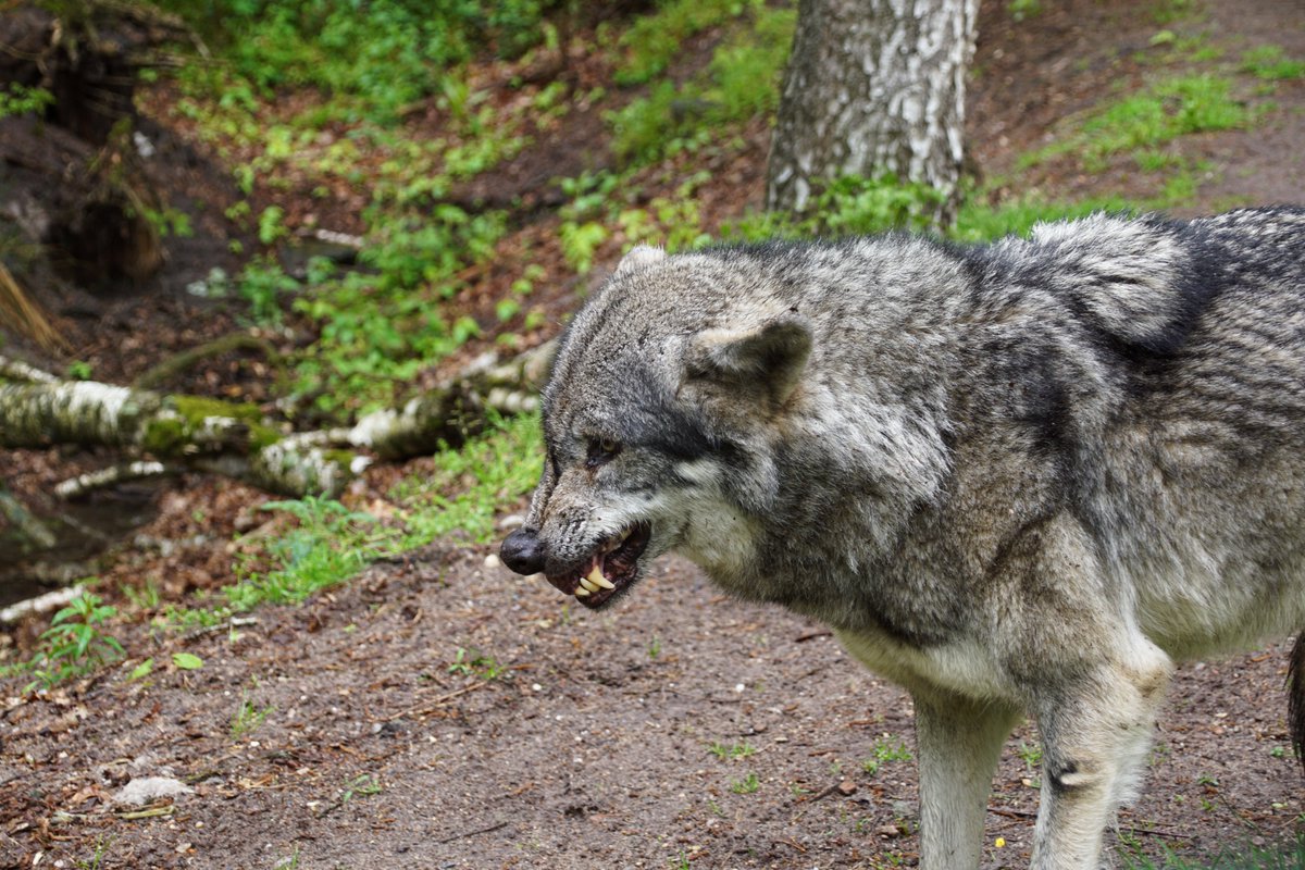 Noukima's tweet photo. Wie ich nach zwei Wochen immer noch überrascht bin, was ich da im @WDorverden festhalten konnte. Diese klare Körpersprache finde ich so faszinierend, besonders in Hinsicht auf das Verhalten unserer kleinen Wölfe. https://t.co/jqBhVGJcfo