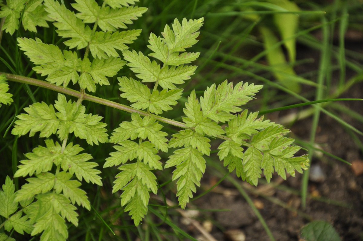 BrowsePoster's tweet photo. Cow Parsley (Anthriscus sylvestris), a popular plant with foragers. BUT. This plant is very similar to poisonous plants! The following website offers an explanation on how to distinguish cow parsley from similar toxic species: https://t.co/IqCRwgYw52 https://t.co/GnS9JKr1hB