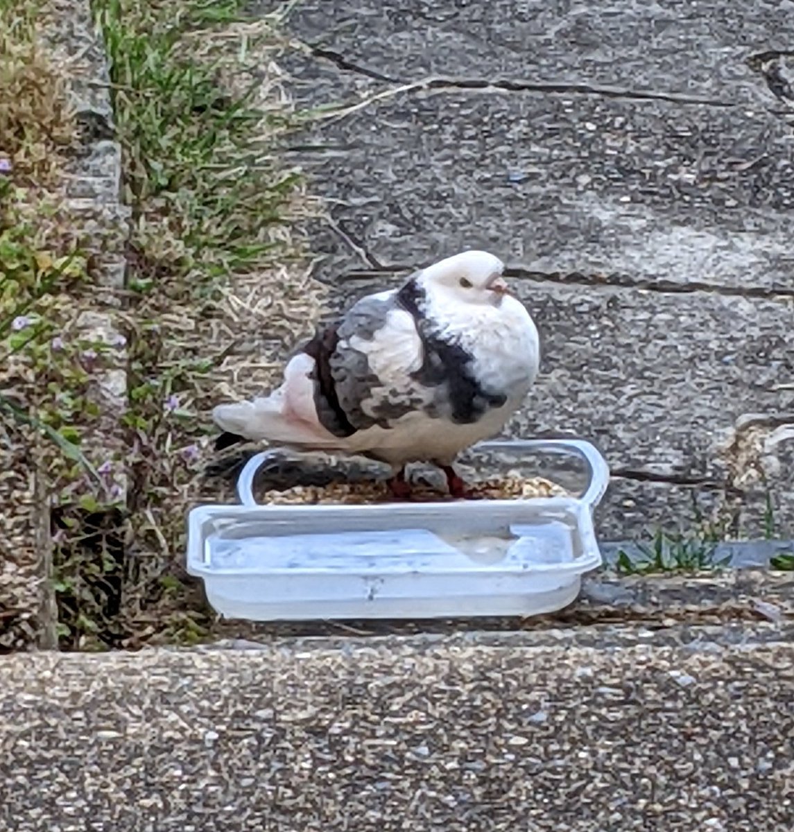 Simon Dunant tweet media