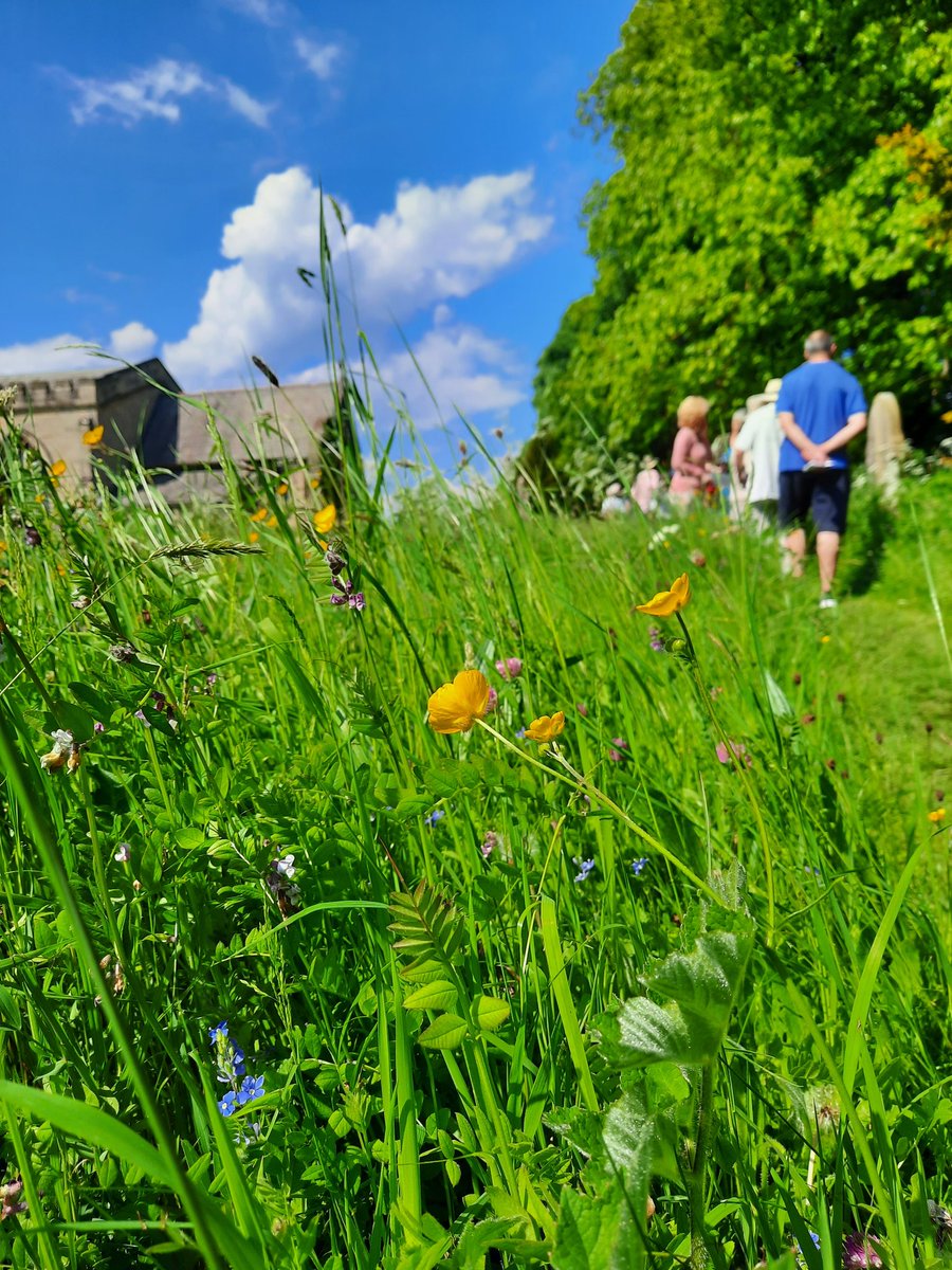 NosterfieldLNR's tweet photo. Wildflower meadow in full bloom &amp; looking exquisite today at St John's, Sharow 🌻🌺🌼A shining example of how sympathetic management can create beautiful surroundings &amp; increase biodiversity! Today's highlight was the stunning ruby-tailed wasp 🤩 @SharowSt #churchescountonnature https://t.co/9CD1Trhxfp