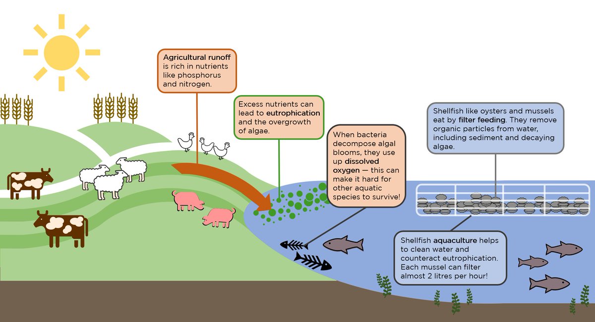 agricultural runoff diagram