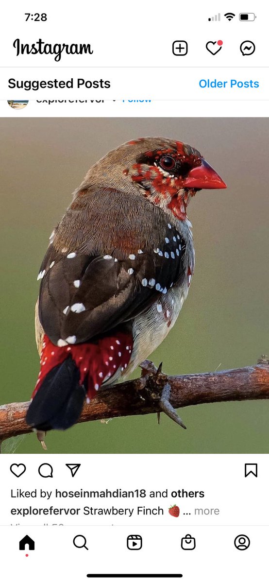 Hamburgler. Classic poutine topped with mini beef meatballs, pickles, shredded cheese, bacon, ketchup and mustard! What a glorious morning! 11-7pm!