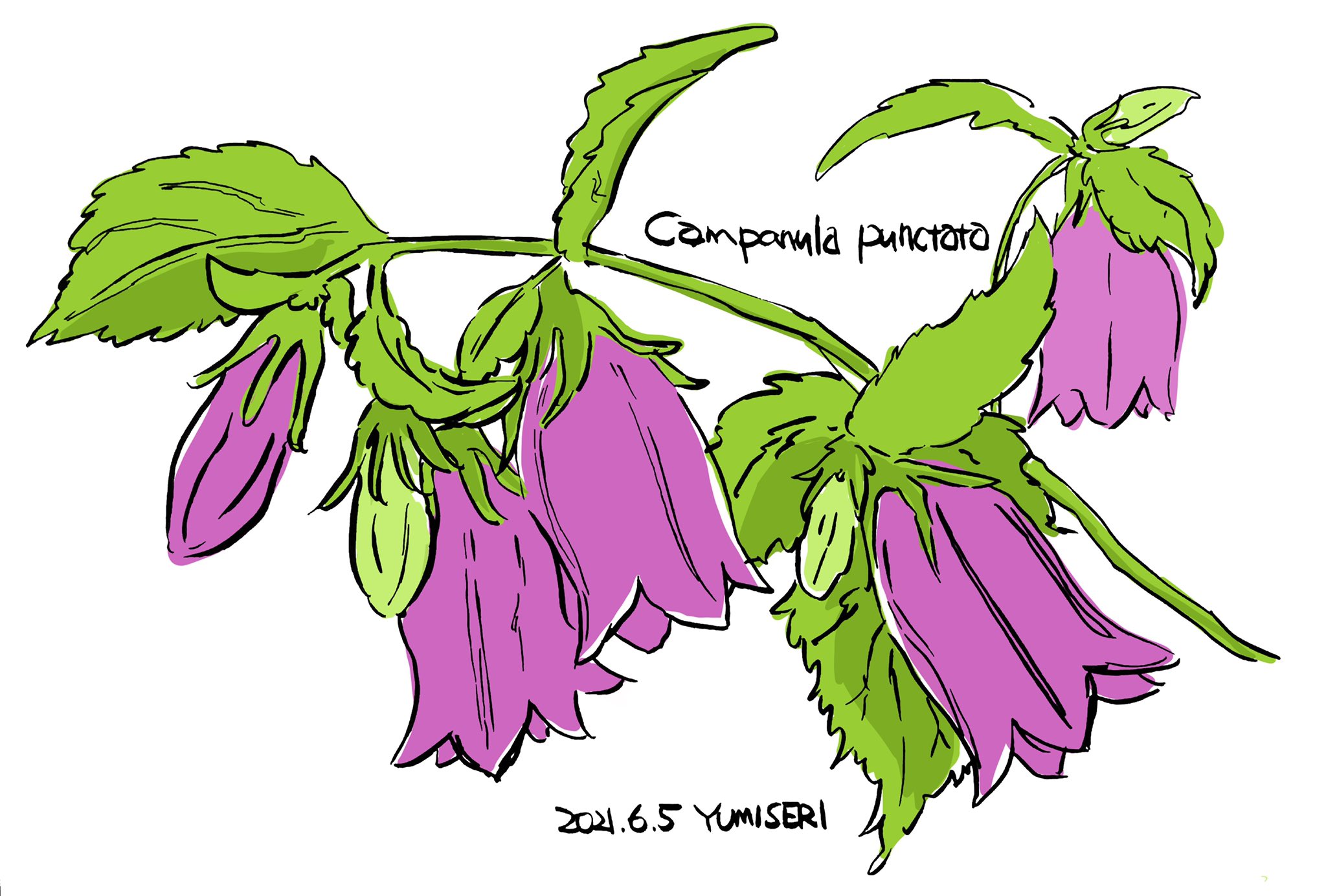 せりゆみ 6月5日の誕生花 ホタルブクロ イラスト Illustration ホタルブクロ Campanulapunctata Flowers T Co Ojmgd418uv Twitter