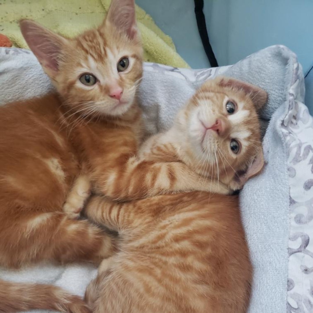 DuPageCAS's tweet photo. Gus Gus and his buddy Jon Jon are an adorable bonded pair ready to be adopted today and they're so excited to meet their new family! #caturday

https://t.co/DA8deXJXFU https://t.co/K51KGGDmRR