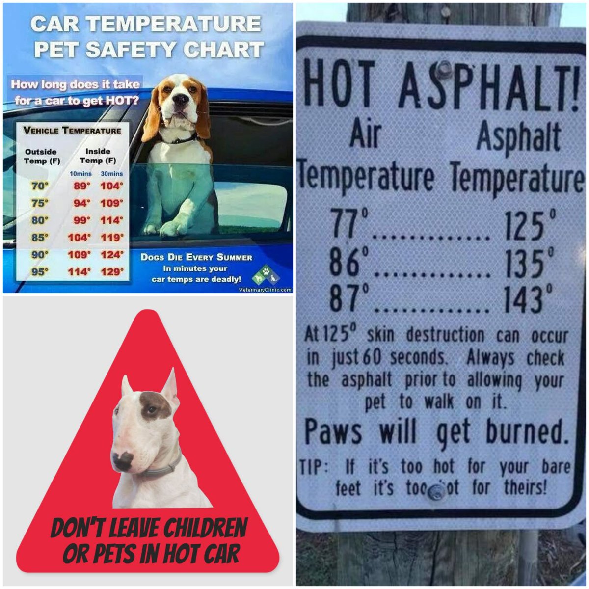 Spike The Rescue Pup & Rex The TV Terrier ®🌈🐾 tweet media