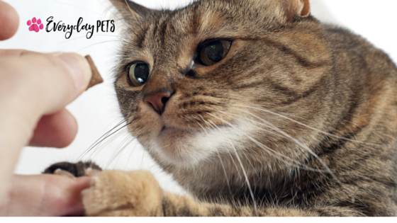 Everyday_Pets's tweet photo. While most commercial cat food is packed with additives and preservatives, you can make your own homemade treats that are as tasty as store-bought (maybe more). 

In this article, you'll find a fantastic recipe your cat will love! 

https://t.co/nChHaooRyp

#CatFood #CatHealth https://t.co/GO1NDdJmiP