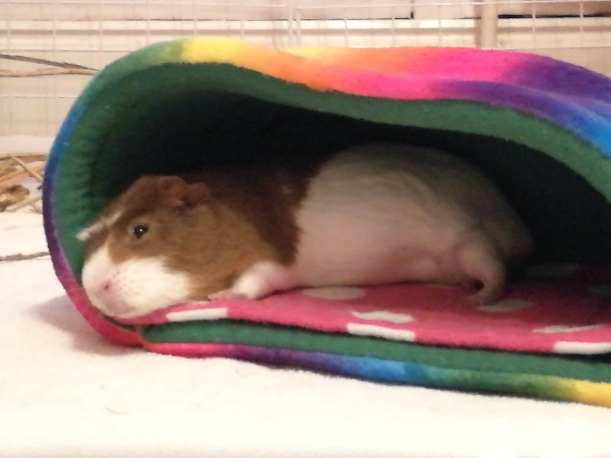 RoryTheGrump's tweet photo. Very comfy
#notgrumpy #guineapig https://t.co/it9ARcH65z