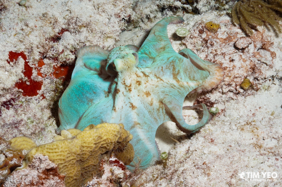 Have you seen an octopus change its color? 🐙

📸@timyeo.savageskooba

#cozumel #cozumeldiving #mexico #mexicodiving #divemexcio #islacozumel #octopus #octopuses #scuba #diving #scubadiving #nightdiving #underwater#scubadiver #scubatravel #divetravel #divetrips #ocean