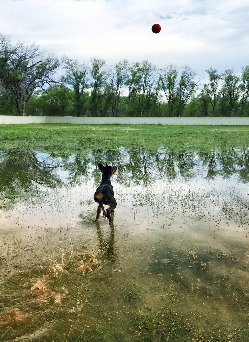 PapaDobie's tweet image. All about the ball... ~Shamus #dobermanrescue #highdesertdobermanrescue #ranchodoberado #papadobie