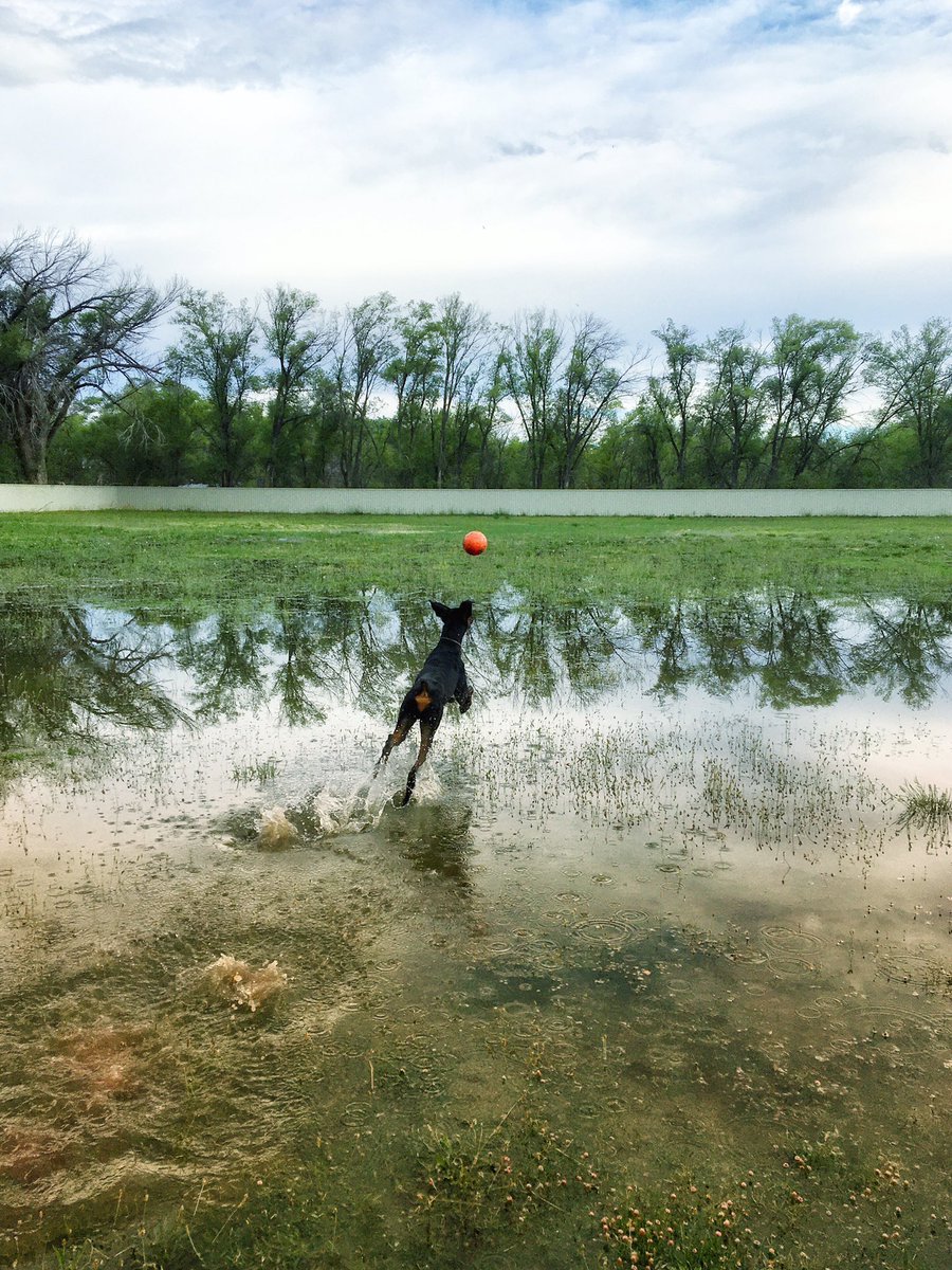 PapaDobie's tweet image. All about the ball... ~Shamus #dobermanrescue #highdesertdobermanrescue #ranchodoberado #papadobie